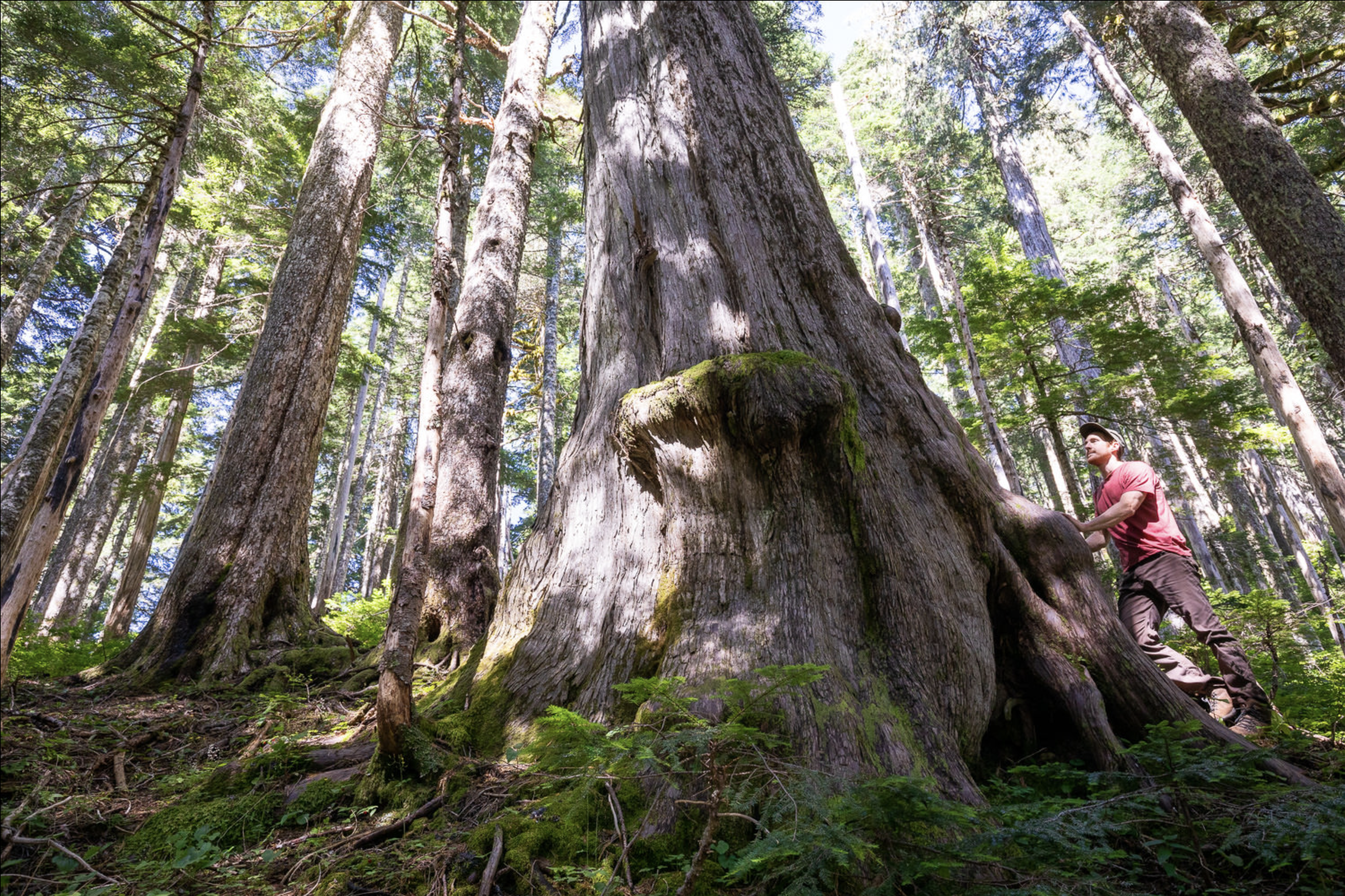 Man in red shirt next to tall old growth tree looking up at it.