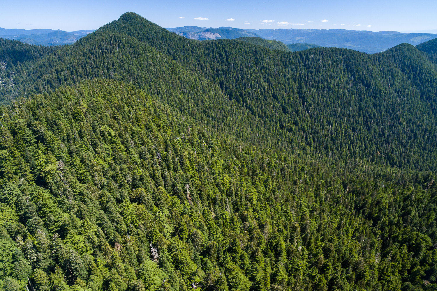 Landscape image of forest covered mountain.