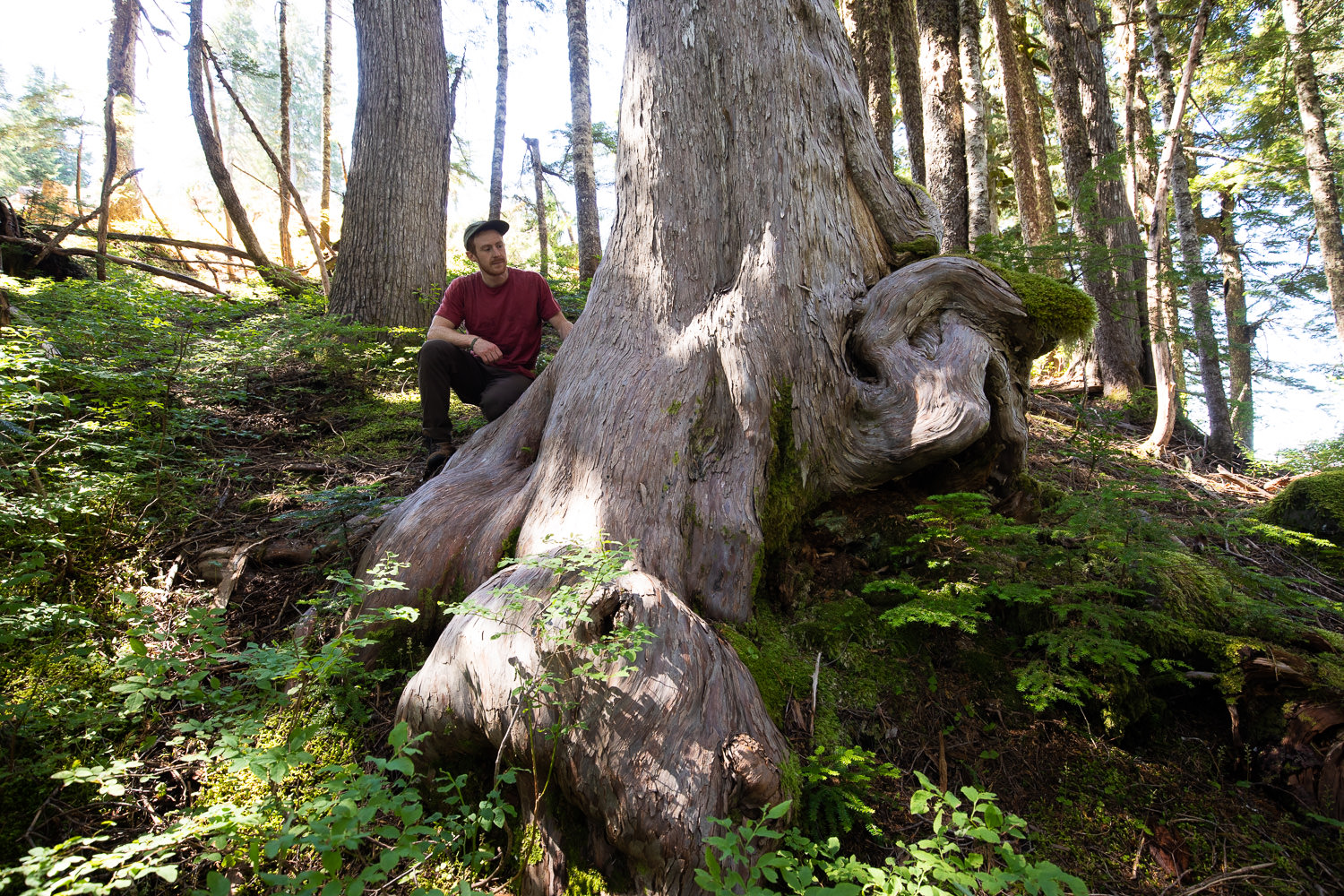 Man in red shirt kneeling down and looking at trunk of large old-growth tree.